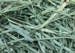 Premium Quality Timothy Hay for Small Animals  (Small)