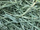 Premium Quality Timothy Hay for Small Animals  (Small)