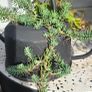 Otdoor plant Image 2