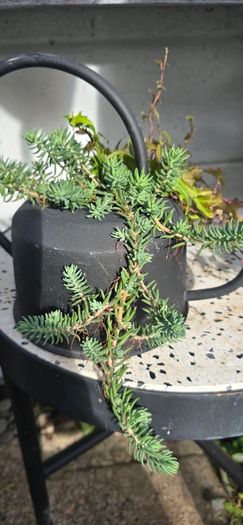 Otdoor plant