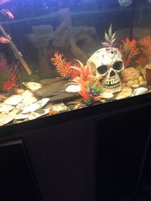 fish tank