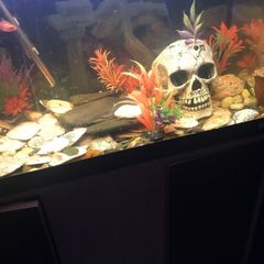 fish tank