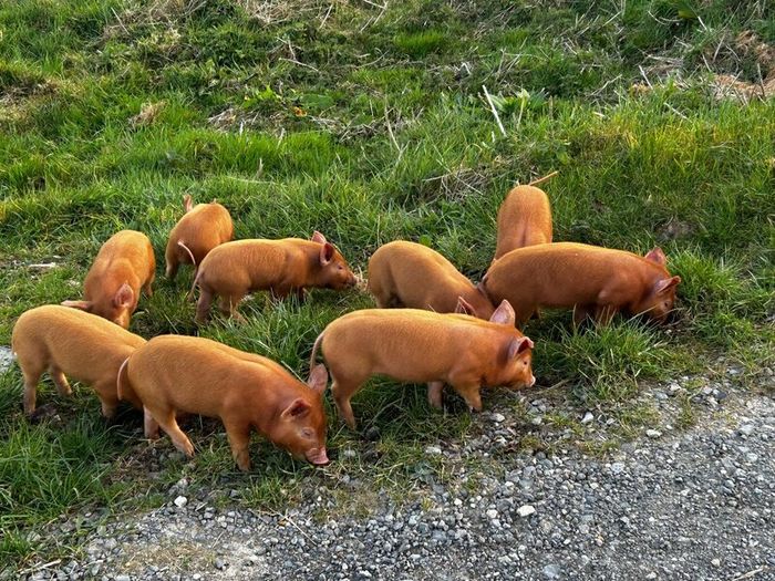 Tamworth Organic Weaner Piglets pigs