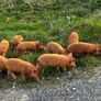 Organic Tamworth Weaner Piglets Image 2