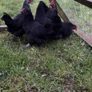bantams Image 3