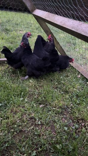 bantams