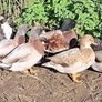 Call Ducks Image 7