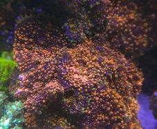 Ricordea Marine Coral