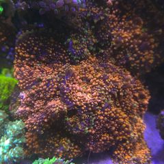 Ricordea Marine Coral