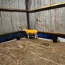 Pedigree rams Image 5