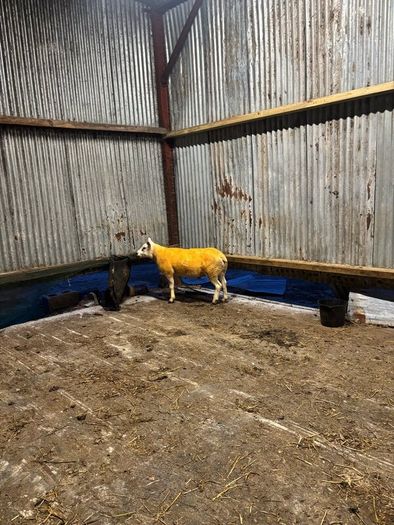 Pedigree rams