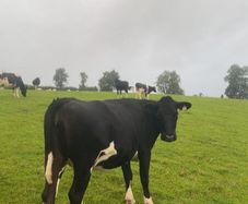 Incalf friesan heifers