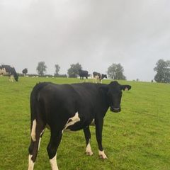 Incalf friesan heifers