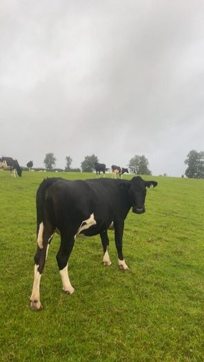 Incalf friesan heifers