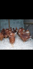 Point of lay pullets