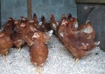 Point of lay pullets