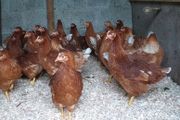 Point of lay pullets