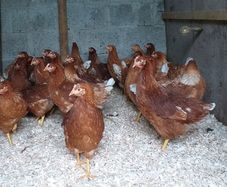 Point of lay pullets