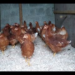Point of lay pullets