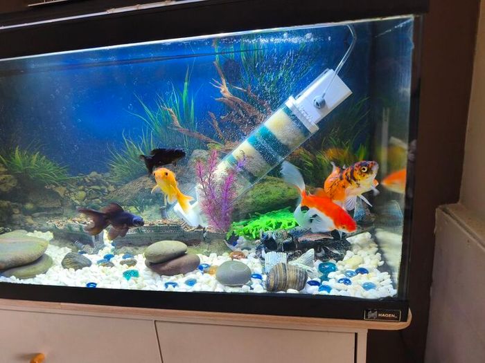 Fish tank