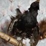 Taxidermy Capercaillie Image 3