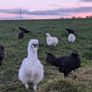 Silkie roosters and hatching eggs for sale. Image 4