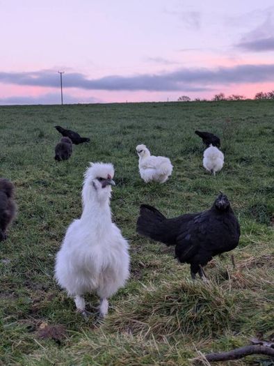 Silkie roosters and hatching eggs for sale.