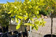citrus  lemon tree