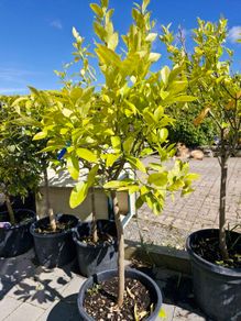 citrus  lemon tree