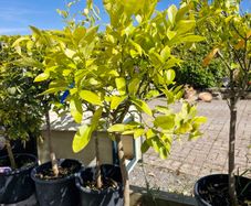 citrus  lemon tree