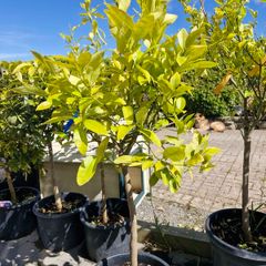 citrus  lemon tree