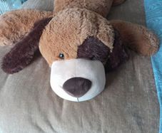 Big Dog Teddy