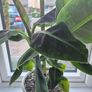 2 x Banana plant Image 4