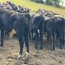 Aberdeen Angus Weanling Bulls Image 8