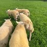 Texel ram lambs Image 5