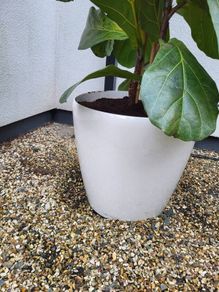 Ficus Lyrata planters x 2