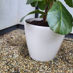 Ficus Lyrata planters x 2