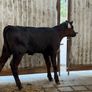 2 super Angus Sucks Image 3