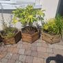 Planters Image 9