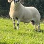Larnak shearling tip Image 2
