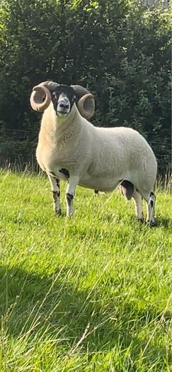 Larnak shearling tip