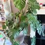 monstera plant BIG Image 2