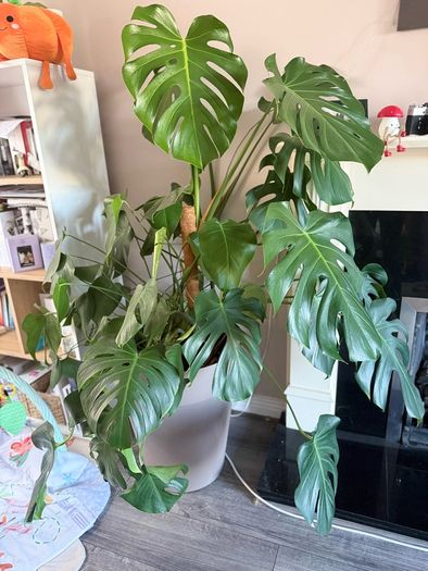 monstera plant BIG