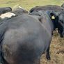 4 and 5 star limousine and Hereford heifers Image 3