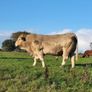 Bull lmx Image 4