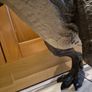 jurassic world dinosaur Image 4