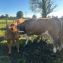 Incalf heifers and heifers with calves at foot Image 2