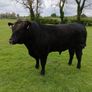 Angus bull Image 2
