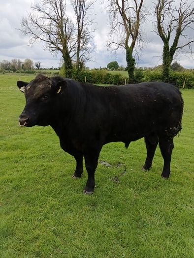 Angus bull