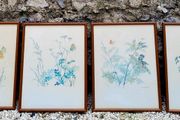 Vintage set of four botanical watercolour prints in oak frames